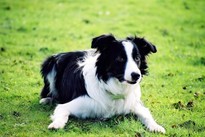 Border Collie