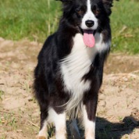 Border Collie