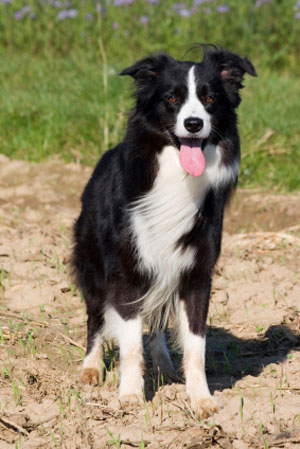 border collie origin