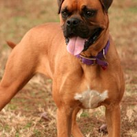 Boxer dogs: a close-up image of a Boxer dog