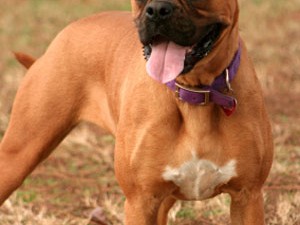 Boxer dogs: a close-up image of a Boxer dog