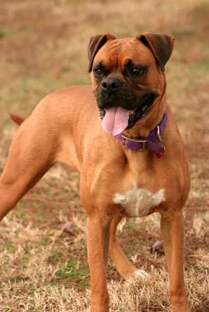 Boxer dogs: a close-up image of a Boxer dog