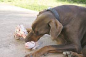 Dog chews bone