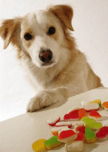 Dog nutrition and preservatives