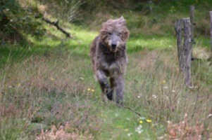 Irish Wolfhound