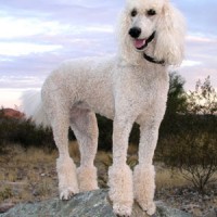 Poodle breeds, miniature poodle, standard poodle