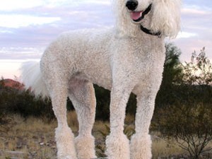 Poodle breeds, miniature poodle, standard poodle