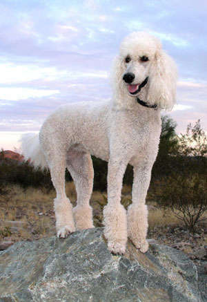 different poodle breeds