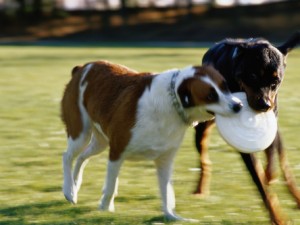Dog-Training---Retrieval