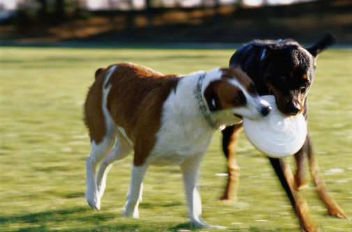 Dog-Training---Retrieval