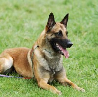 Belgian Shepherd Dog