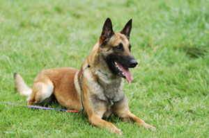 Belgian Shepherd Dog