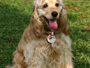 Cocker Spaniel