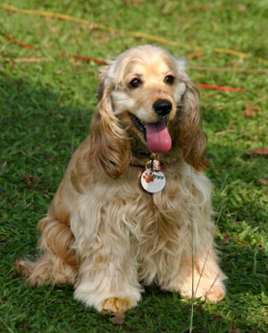 cocker spaniel good with kids