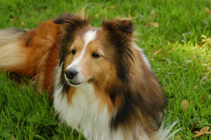 Collie