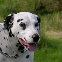 Dalmatian