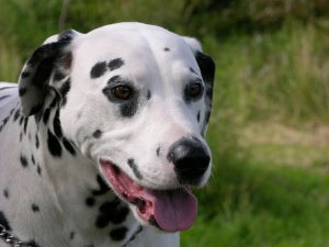 Dalmatian