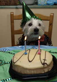 Dog birthday