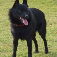 schipperke-adult