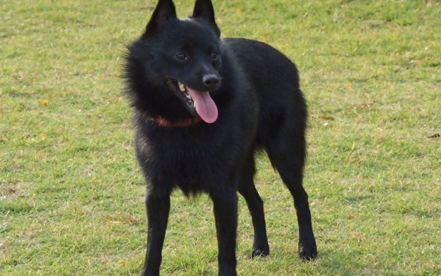 schipperke-adult