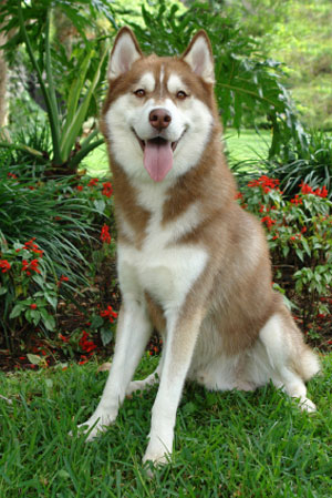 Siberian Husky