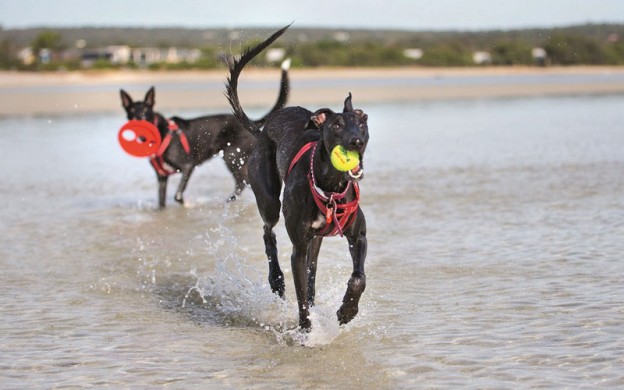 Beach-dog