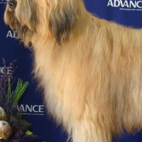 Briard