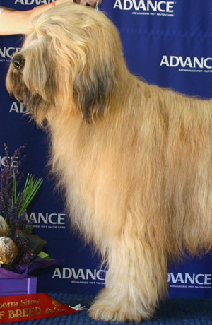 Briard