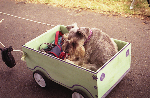 Dog-Safety-in-the-Car