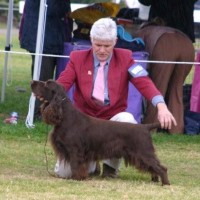 Field Spaniel