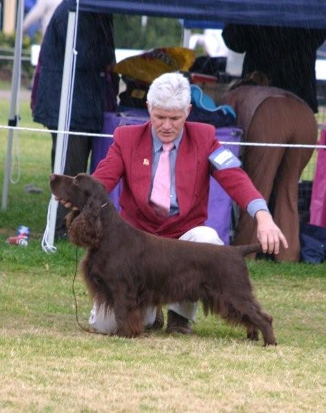 Field Spaniel