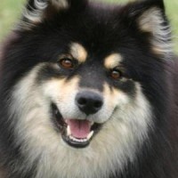 Finnish Lapphund