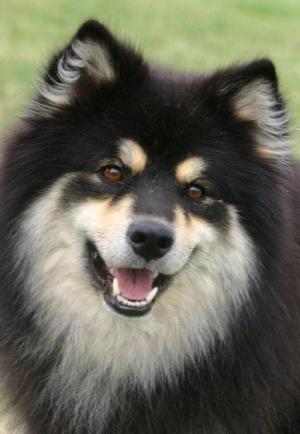 Finnish Lapphund - Dogslife. Dog Breeds Magazine