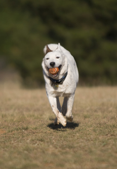 If-it-feels-good,-dogs-do-i