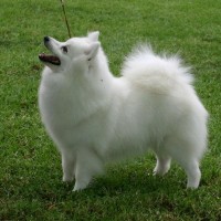 Japanese Spitz