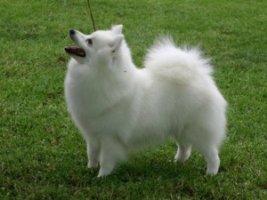 Japanese Spitz