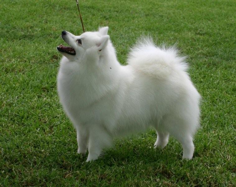 is japanese spitz easy to train