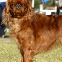 King Charles Spaniel