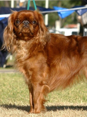 King Charles Spaniel