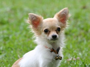 Chihuahua - Chihuahuas are known for their big ears and big personalities