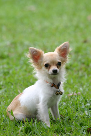 Chihuahua - Chihuahuas are known for their big ears and big personalities
