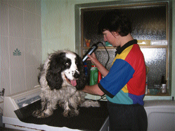 Dog gets groomed