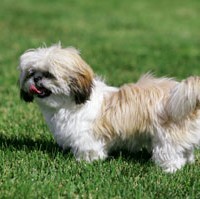 Shih Tzu