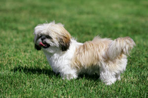 Shih Tzu