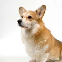 Welsh Corgi (Pembroke)