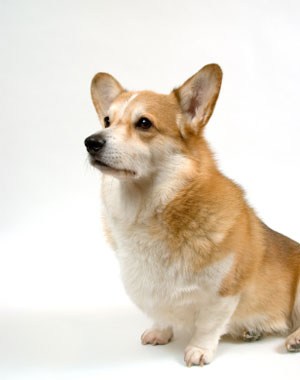 Welsh Corgi (Pembroke)