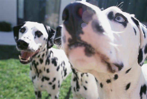 Dog Toys, Self-stimulating, Teeth Grinding, Chewing And Boredom