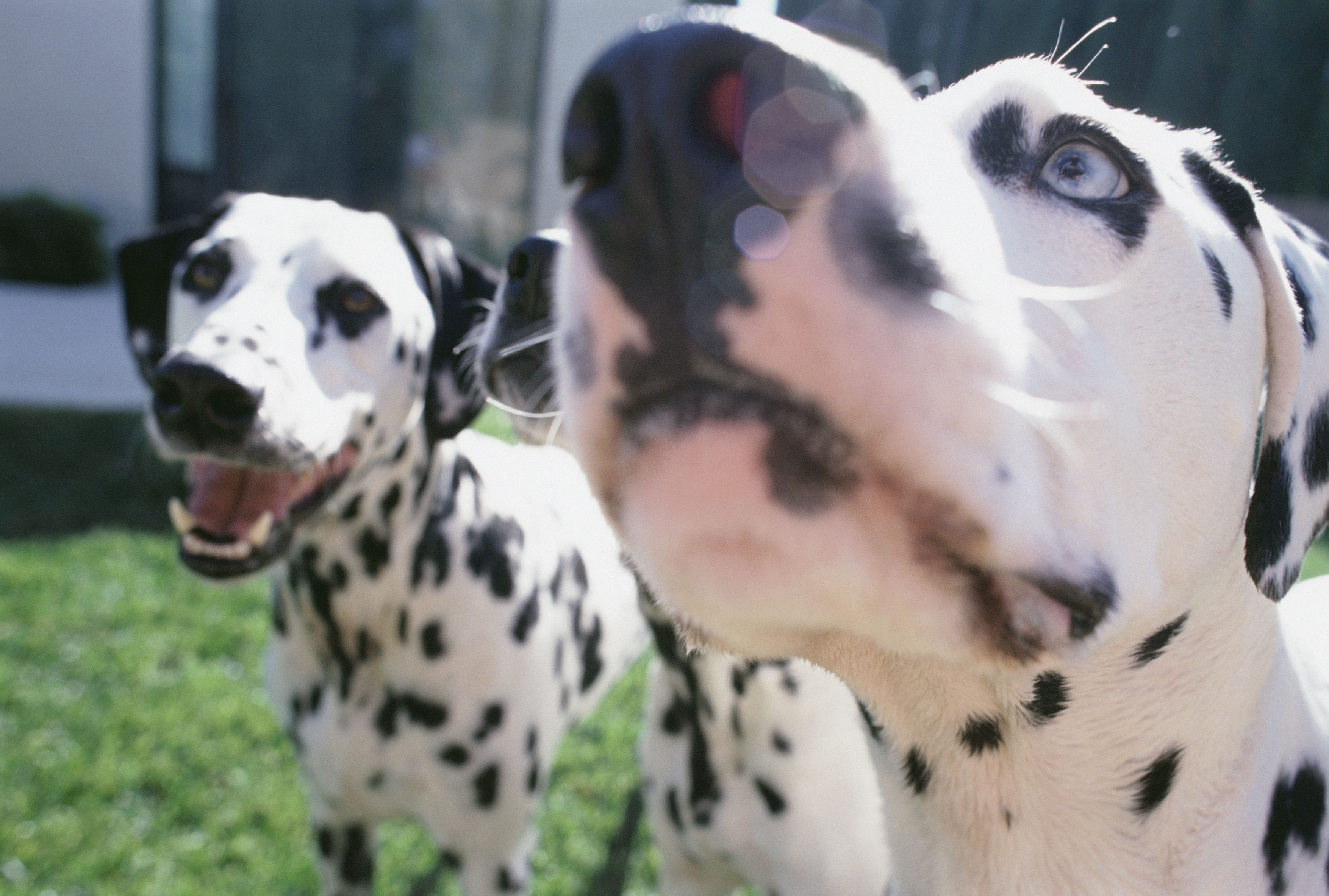 Dog Boredom Busters