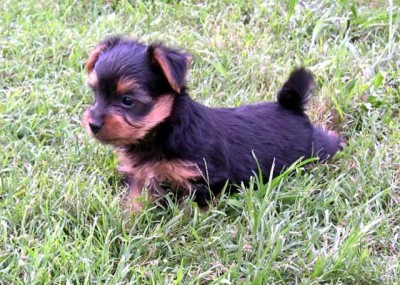 Ausilk silky terrier puppy 7week old