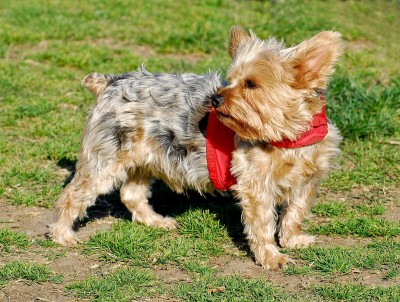 Aust Silky Terrier